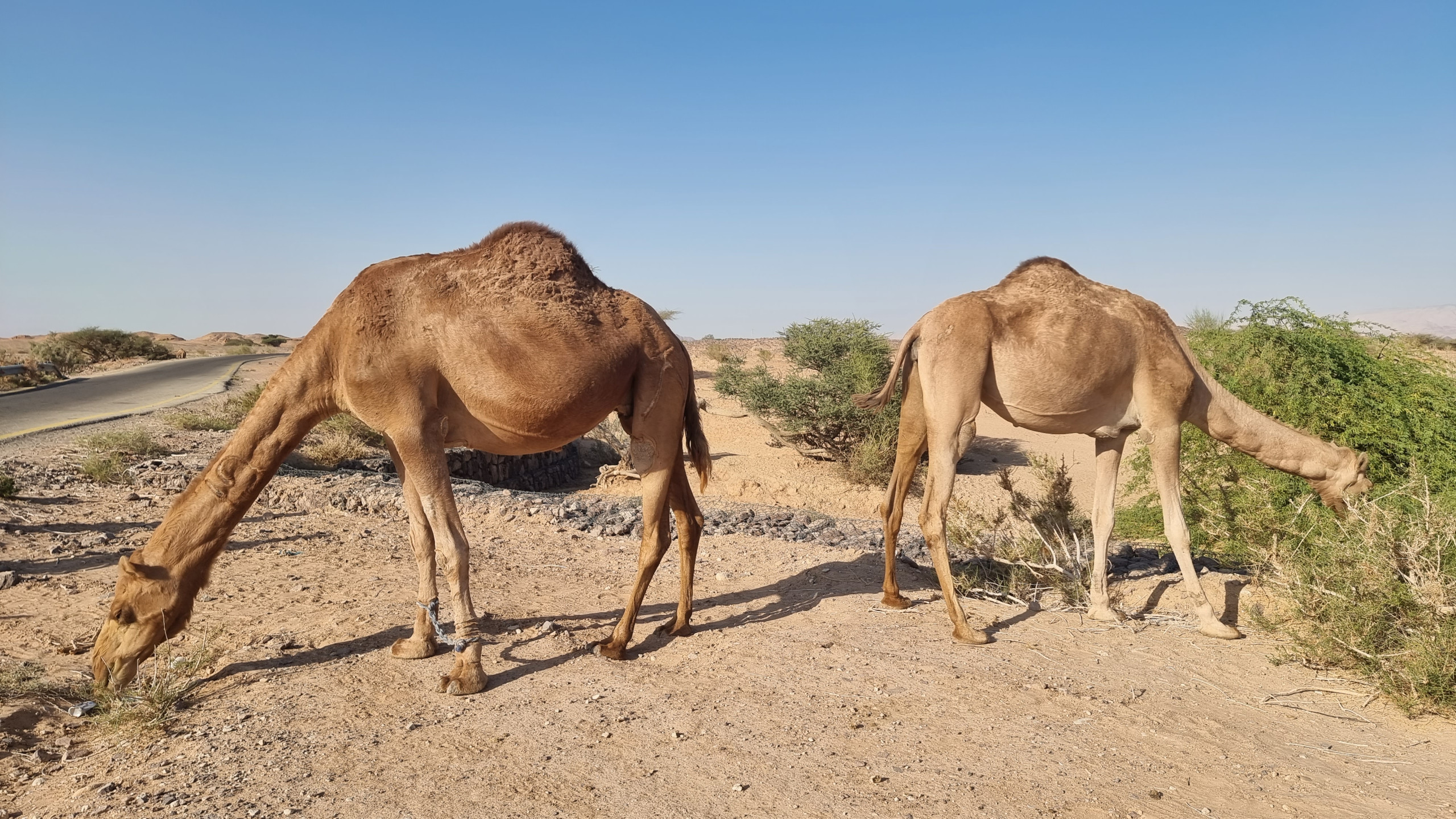 Viajar por Jordania por libre y encontrarse camellos en la carretera
