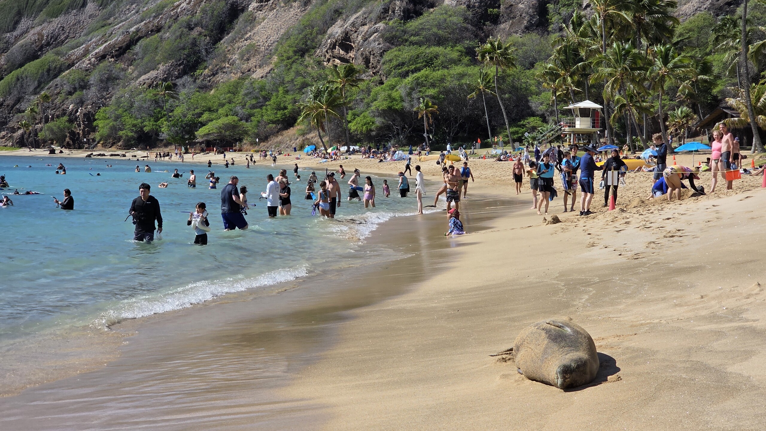 Foca monje de Hawái en Hanauma Bay Nature Preserve, Oahu
